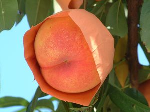 봉투를 씌운 복숭아 열매