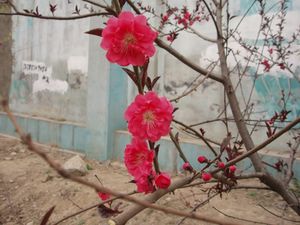 분홍색 복숭아 꽃