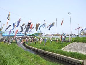 고쿠분가와 잉어 띄우기 축제