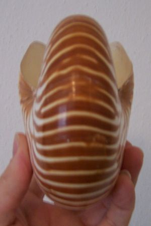 위에서 본 앵무조개 껍데기