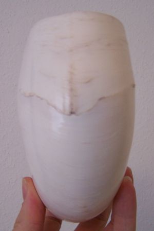 아래에서 본 앵무조개 껍데기