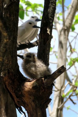 쿠젠 섬, 세이셸에서 새끼 근처에 있는 흰제비갈매기 부모