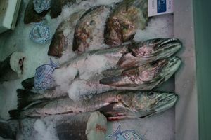 스페인 시장에 진열된 메르루사(Merluza)의 일종. 헤이크(hake)로 총칭되는 메르루사과의 심해어는 식용어로서 소비가 급증하고 있다.