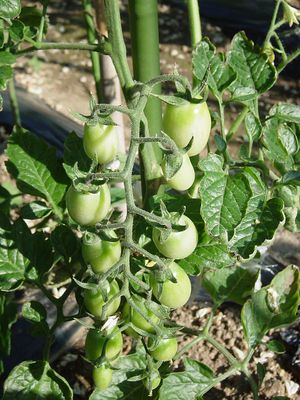 미니토마토는 한꺼번에 10개 이상 열매를 맺는 것도 드물지 않다. 밭에 심고 지주를 세워주면 한 그루에서 100개 이상 수확할 수 있다.