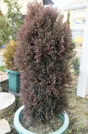 로제달리스(겨울)