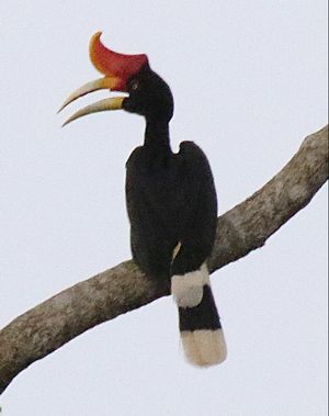 세필록 자연 리조트 - 사바주, 보르네오 - 말레이시아