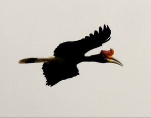 보르네오 열대우림 롯지 - 다눔 계곡, 사바주, 보르네오 - 말레이시아