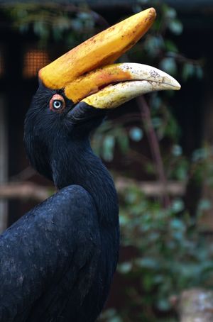 벨트포겔파크 발스로데(Weltvogelpark Walsrode), 독일에 있는 Buceros rhinoceros silvestris