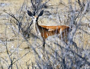 이토샤 국립공원 수컷