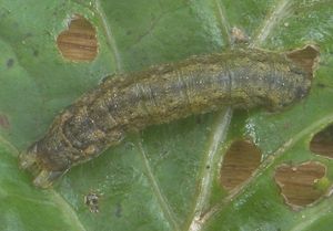 주요 해충인 밤나방 유충