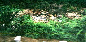 카다멈은 시킴의 주요 수출 작물이다.