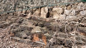 왼쪽 노두의 근경