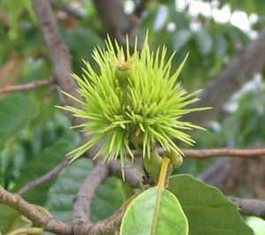 성장을 시작한 어린 각두과(각두에 싸여 있는 상태의 과실)