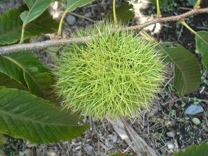 밤송이(각두과)