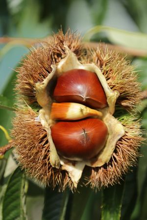 색이 들고 갈라져 안의 과실이 보이게 된 각두