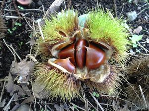 땅에 떨어진 각두. 갈라져 안의 과실이 보인다