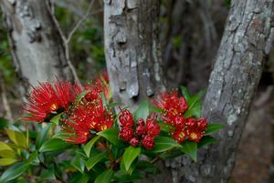 메트로시데로스 움벨라타(Metrosideros umbellata)