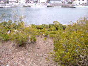 시즈오카현미나미이즈정의 메히루기 군락