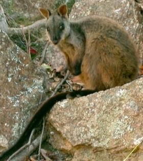 검은바위왈라비P. penicillata