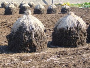 건조 중인 땅콩(일본 지바현에서는 보치라고 부른다)