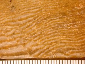 캐나다의 선캄브리아기에서 발견된, 방해석과 사문석이 층상으로 이루어진 접촉 변성암. 한때는 에오존 카나덴세라는 가짜화석으로 여겨졌다. 눈금은 mm.