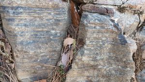 왼쪽 사진의 근경