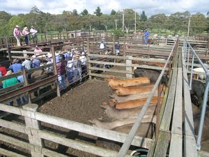 오스트레일리아・뉴사우스웨일스주울카의 목초지에서 사육되고 있는 소