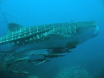 독특한 격자 및 반점 무늬