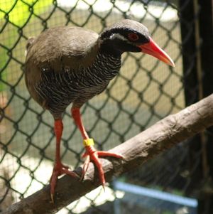 얀바루쿠이나(ヤンバルクイナ)