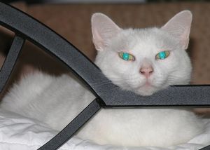 휘판에서 반사된 카메라 플래시