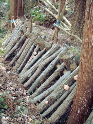 참나무과 나무를 이용한 버섯 재배의 원목