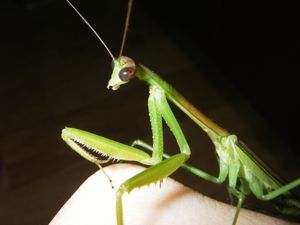 성체 수컷 Tenodera angustipennis