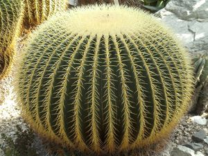 Echinocactus grusonii