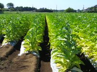 담배밭(간토 지방 6월)