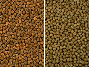 왼쪽: 벵골종, 오른쪽: 유럽종.