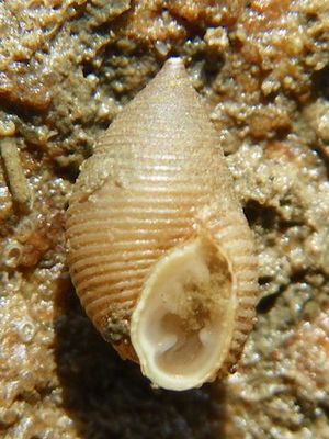 마키스지코미미고둥