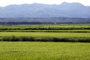하나마키의 논 풍경