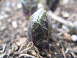 미치광이풀의 어린 싹1