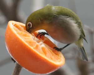 과즙이나 꽃꿀 등 단 것을 좋아함