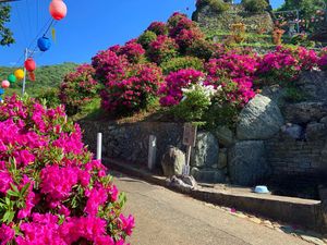 사찰에 심어진 진달래속(일본·도쿠시마현)