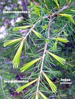 히말라야시다속은 장지와 단지 모두에 잎이 달린다.