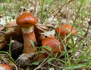 낙엽송속 나무와 공생 관계를 맺는 황금빛깔깔때기버섯(그물버섯과)