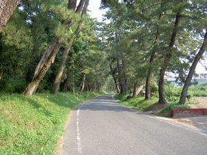 미유 숙소의 소나무 숲