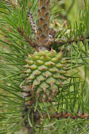 소나무속 가지는 인편 모양의 잎으로 덮여 있다 Pinus pungens