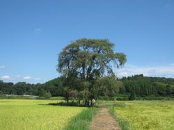 야나카의 큰 팽나무