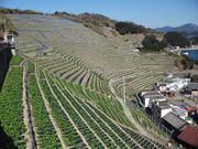 유자미즈가우라의 단밭(중요문화적 경관 )