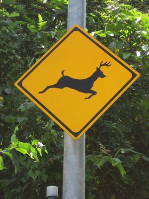 『동물이 뛰어들 위험이 있습니다』 표지판