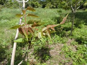 옻나무의 새싹(개엽 시에는 붉은색을 띤다)
