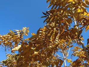 황갈색으로 단풍이 든 잎