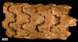 와이오밍(미국) 후기 백악기에서 발견된 바쿨리테스(Baculites) 암모나이트: 외각과 내부 격벽의 원래 아라고나이트가 용해되어 관절이 있는 내부 몰드가 남았다.